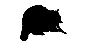 アライグマのシルエット